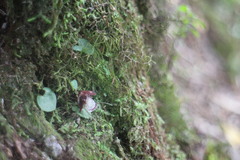 Corybas taiwanensis