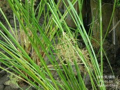 Cyperus malaccensis monophyllus