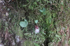 Corybas taiwanensis