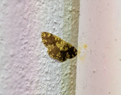Cyclophora circummaculata