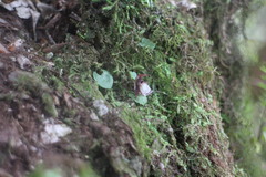 Corybas taiwanensis