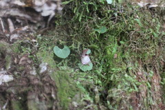 Corybas taiwanensis