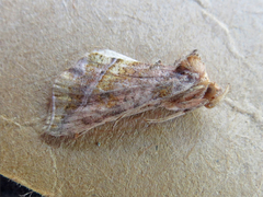 Pseudeva purpurigera
