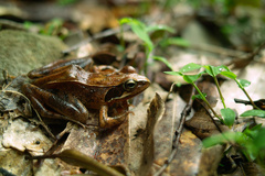Rana japonica
