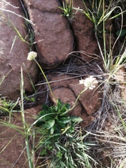 Scabiosa columbaria