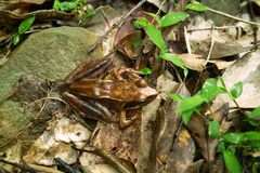 Rana japonica