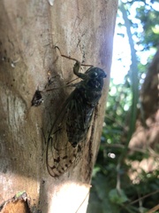Tanna sozanensis