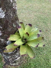 Vriesea philippocoburgi