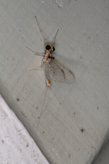 Maccaffertium modestum