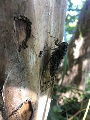 Tanna sozanensis