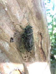 Tanna sozanensis