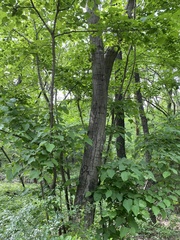 Tilia miqueliana