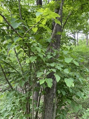 Tilia miqueliana
