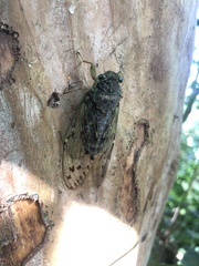 Tanna sozanensis