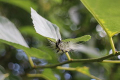 Acronicta gigasa