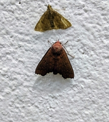 Arthisma scissuralis