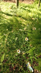 Erigeron multiradiatus