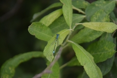 Coenagrion pulchellum