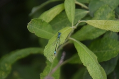 Coenagrion pulchellum