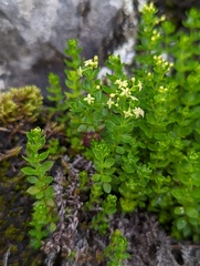 Galium tarokoense