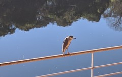 Nycticorax nycticorax