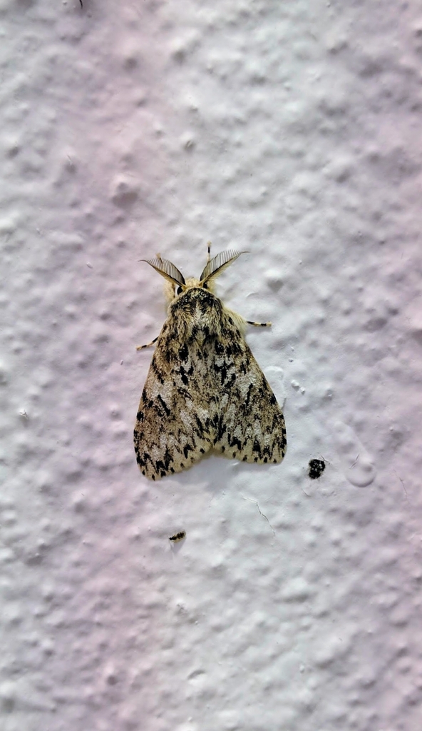 Lymantria pagon