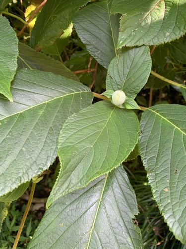 Hydrangea involucrata, photograph 5