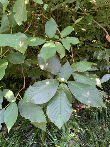 Hydrangea involucrata, photograph 6