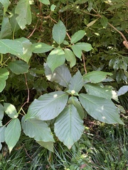 Hydrangea involucrata, photograph 岸本年郎, CC BY, iNaturalist via GBIF