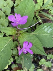 Impatiens exilis