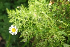 Erigeron multiradiatus