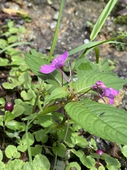 Impatiens exilis