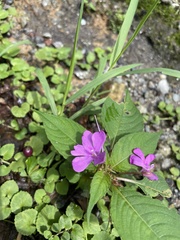 Impatiens exilis