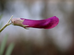 Vicia monantha