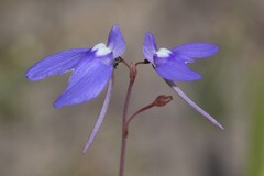 Utricularia leptoplectra