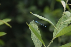 Coenagrion puella
