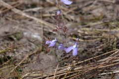 Utricularia leptoplectra