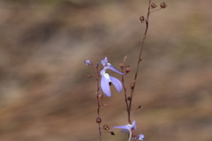 Utricularia leptoplectra