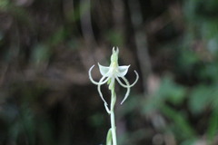 Habenaria petelotii
