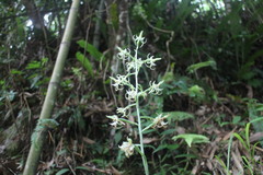 Habenaria petelotii