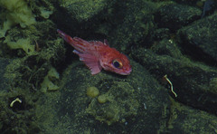 Sebastolobus alascanus