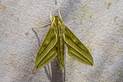 Xylophanes alexandrei