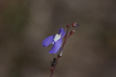 Utricularia leptoplectra