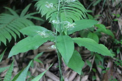 Habenaria petelotii