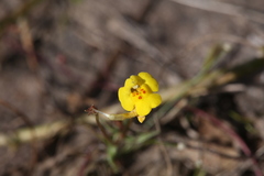 Uvedalia linearis lutea