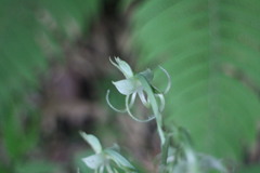 Habenaria petelotii