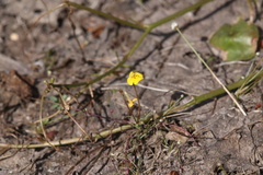 Uvedalia linearis lutea