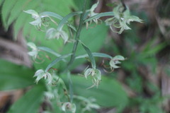 Habenaria petelotii
