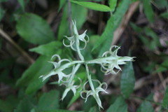 Habenaria petelotii
