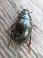 Hydrophilus ovatus